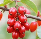 Berberine HCl